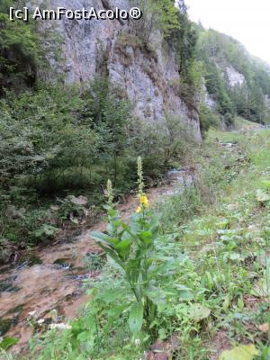 [P16] Natură - Cheile Dâmbovicioarei. » foto by tata123 🔱
 - 
<span class="allrVoted glyphicon glyphicon-heart hidden" id="av1169709"></span>
<a class="m-l-10 hidden" id="sv1169709" onclick="voting_Foto_DelVot(,1169709,4190)" role="button">șterge vot <span class="glyphicon glyphicon-remove"></span></a>
<a id="v91169709" class=" c-red"  onclick="voting_Foto_SetVot(1169709)" role="button"><span class="glyphicon glyphicon-heart-empty"></span> <b>LIKE</b> = Votează poza</a> <img class="hidden"  id="f1169709W9" src="/imagini/loader.gif" border="0" /><span class="AjErrMes hidden" id="e1169709ErM"></span>