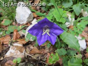 [P19] Natură - Cheile Dâmbovicioarei. » foto by tata123 🔱
 - 
<span class="allrVoted glyphicon glyphicon-heart hidden" id="av1169712"></span>
<a class="m-l-10 hidden" id="sv1169712" onclick="voting_Foto_DelVot(,1169712,4190)" role="button">șterge vot <span class="glyphicon glyphicon-remove"></span></a>
<a id="v91169712" class=" c-red"  onclick="voting_Foto_SetVot(1169712)" role="button"><span class="glyphicon glyphicon-heart-empty"></span> <b>LIKE</b> = Votează poza</a> <img class="hidden"  id="f1169712W9" src="/imagini/loader.gif" border="0" /><span class="AjErrMes hidden" id="e1169712ErM"></span>