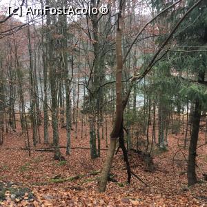 [P03] Lacul, printre copaci » foto by Yersinia Pestis
 - 
<span class="allrVoted glyphicon glyphicon-heart hidden" id="av812218"></span>
<a class="m-l-10 hidden" id="sv812218" onclick="voting_Foto_DelVot(,812218,4197)" role="button">șterge vot <span class="glyphicon glyphicon-remove"></span></a>
<a id="v9812218" class=" c-red"  onclick="voting_Foto_SetVot(812218)" role="button"><span class="glyphicon glyphicon-heart-empty"></span> <b>LIKE</b> = Votează poza</a> <img class="hidden"  id="f812218W9" src="/imagini/loader.gif" border="0" /><span class="AjErrMes hidden" id="e812218ErM"></span>