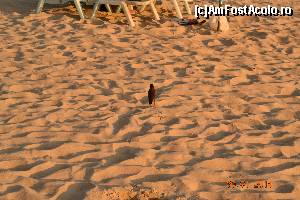 [P27] micii cantareti de pe plaja » foto by andreea72
 - 
<span class="allrVoted glyphicon glyphicon-heart hidden" id="av569107"></span>
<a class="m-l-10 hidden" id="sv569107" onclick="voting_Foto_DelVot(,569107,4203)" role="button">șterge vot <span class="glyphicon glyphicon-remove"></span></a>
<a id="v9569107" class=" c-red"  onclick="voting_Foto_SetVot(569107)" role="button"><span class="glyphicon glyphicon-heart-empty"></span> <b>LIKE</b> = Votează poza</a> <img class="hidden"  id="f569107W9" src="/imagini/loader.gif" border="0" /><span class="AjErrMes hidden" id="e569107ErM"></span>