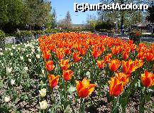 [P31] Parcul Ștrand din Pitești : covor de lalele » foto by mariana.olaru
 - 
<span class="allrVoted glyphicon glyphicon-heart hidden" id="av306842"></span>
<a class="m-l-10 hidden" id="sv306842" onclick="voting_Foto_DelVot(,306842,4219)" role="button">șterge vot <span class="glyphicon glyphicon-remove"></span></a>
<a id="v9306842" class=" c-red"  onclick="voting_Foto_SetVot(306842)" role="button"><span class="glyphicon glyphicon-heart-empty"></span> <b>LIKE</b> = Votează poza</a> <img class="hidden"  id="f306842W9" src="/imagini/loader.gif" border="0" /><span class="AjErrMes hidden" id="e306842ErM"></span>