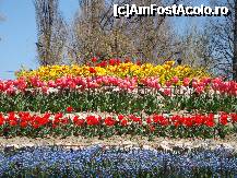 [P35] Parcul Ștrand din Pitești:detaliu din ingredientele...tortului de flori » foto by mariana.olaru
 - 
<span class="allrVoted glyphicon glyphicon-heart hidden" id="av306846"></span>
<a class="m-l-10 hidden" id="sv306846" onclick="voting_Foto_DelVot(,306846,4219)" role="button">șterge vot <span class="glyphicon glyphicon-remove"></span></a>
<a id="v9306846" class=" c-red"  onclick="voting_Foto_SetVot(306846)" role="button"><span class="glyphicon glyphicon-heart-empty"></span> <b>LIKE</b> = Votează poza</a> <img class="hidden"  id="f306846W9" src="/imagini/loader.gif" border="0" /><span class="AjErrMes hidden" id="e306846ErM"></span>