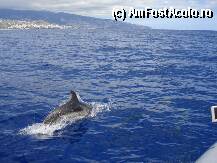 [P07] in jurul insulei inoata delfinii » foto by Pami*
 - 
<span class="allrVoted glyphicon glyphicon-heart hidden" id="av74344"></span>
<a class="m-l-10 hidden" id="sv74344" onclick="voting_Foto_DelVot(,74344,4289)" role="button">șterge vot <span class="glyphicon glyphicon-remove"></span></a>
<a id="v974344" class=" c-red"  onclick="voting_Foto_SetVot(74344)" role="button"><span class="glyphicon glyphicon-heart-empty"></span> <b>LIKE</b> = Votează poza</a> <img class="hidden"  id="f74344W9" src="/imagini/loader.gif" border="0" /><span class="AjErrMes hidden" id="e74344ErM"></span>