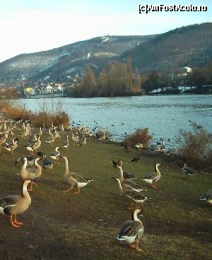 [P01] Iarna la Heidelberg - un stol de gâște siberiene pe Neckarwiese (ianuarie 2004). In depărtare: Königstuhl atât cât poate fi el de 'acoperit' de zăpadă » foto by calator65
 - 
<span class="allrVoted glyphicon glyphicon-heart hidden" id="av571348"></span>
<a class="m-l-10 hidden" id="sv571348" onclick="voting_Foto_DelVot(,571348,4295)" role="button">șterge vot <span class="glyphicon glyphicon-remove"></span></a>
<a id="v9571348" class=" c-red"  onclick="voting_Foto_SetVot(571348)" role="button"><span class="glyphicon glyphicon-heart-empty"></span> <b>LIKE</b> = Votează poza</a> <img class="hidden"  id="f571348W9" src="/imagini/loader.gif" border="0" /><span class="AjErrMes hidden" id="e571348ErM"></span>