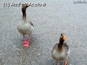 [P25] Doua 'cersetoare' in parc » foto by GabrielaG
 - 
<span class="allrVoted glyphicon glyphicon-heart hidden" id="av747592"></span>
<a class="m-l-10 hidden" id="sv747592" onclick="voting_Foto_DelVot(,747592,4310)" role="button">șterge vot <span class="glyphicon glyphicon-remove"></span></a>
<a id="v9747592" class=" c-red"  onclick="voting_Foto_SetVot(747592)" role="button"><span class="glyphicon glyphicon-heart-empty"></span> <b>LIKE</b> = Votează poza</a> <img class="hidden"  id="f747592W9" src="/imagini/loader.gif" border="0" /><span class="AjErrMes hidden" id="e747592ErM"></span>