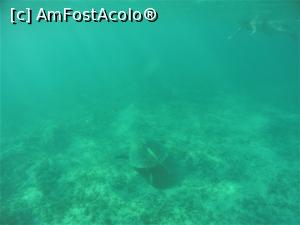 [P01] Snorkeling - broasca testoasa » foto by elenaadina
 - 
<span class="allrVoted glyphicon glyphicon-heart hidden" id="av1324119"></span>
<a class="m-l-10 hidden" id="sv1324119" onclick="voting_Foto_DelVot(,1324119,4365)" role="button">șterge vot <span class="glyphicon glyphicon-remove"></span></a>
<a id="v91324119" class=" c-red"  onclick="voting_Foto_SetVot(1324119)" role="button"><span class="glyphicon glyphicon-heart-empty"></span> <b>LIKE</b> = Votează poza</a> <img class="hidden"  id="f1324119W9" src="/imagini/loader.gif" border="0" /><span class="AjErrMes hidden" id="e1324119ErM"></span>