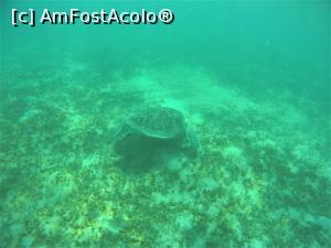 [P02] Snorkeling - broasca testoasa, » foto by elenaadina
 - 
<span class="allrVoted glyphicon glyphicon-heart hidden" id="av1324120"></span>
<a class="m-l-10 hidden" id="sv1324120" onclick="voting_Foto_DelVot(,1324120,4365)" role="button">șterge vot <span class="glyphicon glyphicon-remove"></span></a>
<a id="v91324120" class=" c-red"  onclick="voting_Foto_SetVot(1324120)" role="button"><span class="glyphicon glyphicon-heart-empty"></span> <b>LIKE</b> = Votează poza</a> <img class="hidden"  id="f1324120W9" src="/imagini/loader.gif" border="0" /><span class="AjErrMes hidden" id="e1324120ErM"></span>