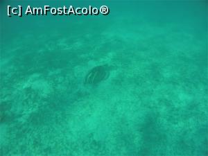[P25] Snorkeling - broasca testoasa » foto by elenaadina
 - 
<span class="allrVoted glyphicon glyphicon-heart hidden" id="av1324143"></span>
<a class="m-l-10 hidden" id="sv1324143" onclick="voting_Foto_DelVot(,1324143,4365)" role="button">șterge vot <span class="glyphicon glyphicon-remove"></span></a>
<a id="v91324143" class=" c-red"  onclick="voting_Foto_SetVot(1324143)" role="button"><span class="glyphicon glyphicon-heart-empty"></span> <b>LIKE</b> = Votează poza</a> <img class="hidden"  id="f1324143W9" src="/imagini/loader.gif" border="0" /><span class="AjErrMes hidden" id="e1324143ErM"></span>