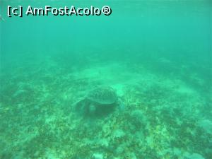 [P03] Snorkeling - broasca testoasa » foto by elenaadina
 - 
<span class="allrVoted glyphicon glyphicon-heart hidden" id="av1324121"></span>
<a class="m-l-10 hidden" id="sv1324121" onclick="voting_Foto_DelVot(,1324121,4365)" role="button">șterge vot <span class="glyphicon glyphicon-remove"></span></a>
<a id="v91324121" class=" c-red"  onclick="voting_Foto_SetVot(1324121)" role="button"><span class="glyphicon glyphicon-heart-empty"></span> <b>LIKE</b> = Votează poza</a> <img class="hidden"  id="f1324121W9" src="/imagini/loader.gif" border="0" /><span class="AjErrMes hidden" id="e1324121ErM"></span>