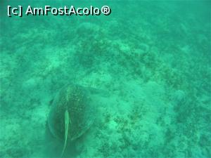 [P04] Snorkeling - broasca testoasa » foto by elenaadina
 - 
<span class="allrVoted glyphicon glyphicon-heart hidden" id="av1324122"></span>
<a class="m-l-10 hidden" id="sv1324122" onclick="voting_Foto_DelVot(,1324122,4365)" role="button">șterge vot <span class="glyphicon glyphicon-remove"></span></a>
<a id="v91324122" class=" c-red"  onclick="voting_Foto_SetVot(1324122)" role="button"><span class="glyphicon glyphicon-heart-empty"></span> <b>LIKE</b> = Votează poza</a> <img class="hidden"  id="f1324122W9" src="/imagini/loader.gif" border="0" /><span class="AjErrMes hidden" id="e1324122ErM"></span>