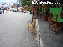 [P29] Super catelusa in Ouranopolis » foto by ionescunic
 - 
<span class="allrVoted glyphicon glyphicon-heart hidden" id="av56020"></span>
<a class="m-l-10 hidden" id="sv56020" onclick="voting_Foto_DelVot(,56020,4378)" role="button">șterge vot <span class="glyphicon glyphicon-remove"></span></a>
<a id="v956020" class=" c-red"  onclick="voting_Foto_SetVot(56020)" role="button"><span class="glyphicon glyphicon-heart-empty"></span> <b>LIKE</b> = Votează poza</a> <img class="hidden"  id="f56020W9" src="/imagini/loader.gif" border="0" /><span class="AjErrMes hidden" id="e56020ErM"></span>