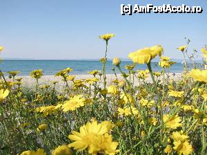 [P19] Flori salbatice si plaja... mai rar pe la noi asa ceva.  » foto by no_oxigen
 - 
<span class="allrVoted glyphicon glyphicon-heart hidden" id="av406404"></span>
<a class="m-l-10 hidden" id="sv406404" onclick="voting_Foto_DelVot(,406404,4378)" role="button">șterge vot <span class="glyphicon glyphicon-remove"></span></a>
<a id="v9406404" class=" c-red"  onclick="voting_Foto_SetVot(406404)" role="button"><span class="glyphicon glyphicon-heart-empty"></span> <b>LIKE</b> = Votează poza</a> <img class="hidden"  id="f406404W9" src="/imagini/loader.gif" border="0" /><span class="AjErrMes hidden" id="e406404ErM"></span>