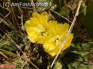 [P51] O floare de cactus, ca bonus pentru cei care au ajuns aici.  » foto by Costi
 - 
<span class="allrVoted glyphicon glyphicon-heart hidden" id="av866941"></span>
<a class="m-l-10 hidden" id="sv866941" onclick="voting_Foto_DelVot(,866941,4378)" role="button">șterge vot <span class="glyphicon glyphicon-remove"></span></a>
<a id="v9866941" class=" c-red"  onclick="voting_Foto_SetVot(866941)" role="button"><span class="glyphicon glyphicon-heart-empty"></span> <b>LIKE</b> = Votează poza</a> <img class="hidden"  id="f866941W9" src="/imagini/loader.gif" border="0" /><span class="AjErrMes hidden" id="e866941ErM"></span>