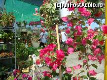 [P15] o planta din zona mediteraniana cu flori intr-o culoare aparte. 
(Bougainvillea) » foto by sandu.53
 - 
<span class="allrVoted glyphicon glyphicon-heart hidden" id="av138444"></span>
<a class="m-l-10 hidden" id="sv138444" onclick="voting_Foto_DelVot(,138444,4378)" role="button">șterge vot <span class="glyphicon glyphicon-remove"></span></a>
<a id="v9138444" class=" c-red"  onclick="voting_Foto_SetVot(138444)" role="button"><span class="glyphicon glyphicon-heart-empty"></span> <b>LIKE</b> = Votează poza</a> <img class="hidden"  id="f138444W9" src="/imagini/loader.gif" border="0" /><span class="AjErrMes hidden" id="e138444ErM"></span>