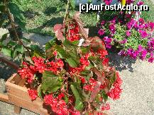 [P16] cred ca petuniile sunt in spate si ghetusa in fata, cel putin asa stiu ca se numesc... scuze daca am gresit. » foto by sandu.53
 - 
<span class="allrVoted glyphicon glyphicon-heart hidden" id="av138445"></span>
<a class="m-l-10 hidden" id="sv138445" onclick="voting_Foto_DelVot(,138445,4378)" role="button">șterge vot <span class="glyphicon glyphicon-remove"></span></a>
<a id="v9138445" class=" c-red"  onclick="voting_Foto_SetVot(138445)" role="button"><span class="glyphicon glyphicon-heart-empty"></span> <b>LIKE</b> = Votează poza</a> <img class="hidden"  id="f138445W9" src="/imagini/loader.gif" border="0" /><span class="AjErrMes hidden" id="e138445ErM"></span>