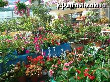 [P19] imagini din interior...puzderie de flori de diverse specii » foto by sandu.53
 - 
<span class="allrVoted glyphicon glyphicon-heart hidden" id="av138448"></span>
<a class="m-l-10 hidden" id="sv138448" onclick="voting_Foto_DelVot(,138448,4378)" role="button">șterge vot <span class="glyphicon glyphicon-remove"></span></a>
<a id="v9138448" class=" c-red"  onclick="voting_Foto_SetVot(138448)" role="button"><span class="glyphicon glyphicon-heart-empty"></span> <b>LIKE</b> = Votează poza</a> <img class="hidden"  id="f138448W9" src="/imagini/loader.gif" border="0" /><span class="AjErrMes hidden" id="e138448ErM"></span>
