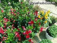 [P21] o alta planta intalnita in Grecia dar din pacate nu mi-e cunoscut numele... poate stie cineva. 
nota webmaster13:
florile rosi=dipladenia, cea galbena=pakistakis » foto by sandu.53
 - 
<span class="allrVoted glyphicon glyphicon-heart hidden" id="av138450"></span>
<a class="m-l-10 hidden" id="sv138450" onclick="voting_Foto_DelVot(,138450,4378)" role="button">șterge vot <span class="glyphicon glyphicon-remove"></span></a>
<a id="v9138450" class=" c-red"  onclick="voting_Foto_SetVot(138450)" role="button"><span class="glyphicon glyphicon-heart-empty"></span> <b>LIKE</b> = Votează poza</a> <img class="hidden"  id="f138450W9" src="/imagini/loader.gif" border="0" /><span class="AjErrMes hidden" id="e138450ErM"></span>