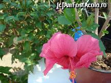 [P03] trandafirul japonez din pepiniere(Hibiscus) » foto by sandu.53
 - 
<span class="allrVoted glyphicon glyphicon-heart hidden" id="av138417"></span>
<a class="m-l-10 hidden" id="sv138417" onclick="voting_Foto_DelVot(,138417,4378)" role="button">șterge vot <span class="glyphicon glyphicon-remove"></span></a>
<a id="v9138417" class=" c-red"  onclick="voting_Foto_SetVot(138417)" role="button"><span class="glyphicon glyphicon-heart-empty"></span> <b>LIKE</b> = Votează poza</a> <img class="hidden"  id="f138417W9" src="/imagini/loader.gif" border="0" /><span class="AjErrMes hidden" id="e138417ErM"></span>