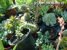 [P07] citiva cactusi de diverse feluri din pepiniere » foto by sandu.53
 - 
<span class="allrVoted glyphicon glyphicon-heart hidden" id="av138428"></span>
<a class="m-l-10 hidden" id="sv138428" onclick="voting_Foto_DelVot(,138428,4378)" role="button">șterge vot <span class="glyphicon glyphicon-remove"></span></a>
<a id="v9138428" class=" c-red"  onclick="voting_Foto_SetVot(138428)" role="button"><span class="glyphicon glyphicon-heart-empty"></span> <b>LIKE</b> = Votează poza</a> <img class="hidden"  id="f138428W9" src="/imagini/loader.gif" border="0" /><span class="AjErrMes hidden" id="e138428ErM"></span>