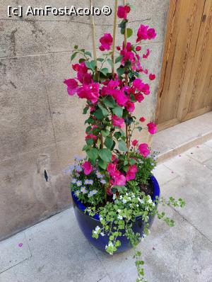 [P98] La pas prin Pollenca » foto by crismis
 - 
<span class="allrVoted glyphicon glyphicon-heart hidden" id="av1381770"></span>
<a class="m-l-10 hidden" id="sv1381770" onclick="voting_Foto_DelVot(,1381770,4407)" role="button">șterge vot <span class="glyphicon glyphicon-remove"></span></a>
<a id="v91381770" class=" c-red"  onclick="voting_Foto_SetVot(1381770)" role="button"><span class="glyphicon glyphicon-heart-empty"></span> <b>LIKE</b> = Votează poza</a> <img class="hidden"  id="f1381770W9" src="/imagini/loader.gif" border="0" /><span class="AjErrMes hidden" id="e1381770ErM"></span>