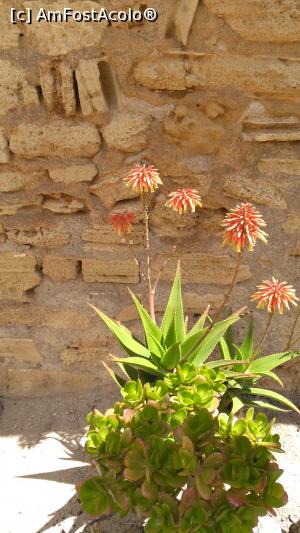 [P58] 57..... care cresc și din „piatră seacă”.  » foto by msnd
 - 
<span class="allrVoted glyphicon glyphicon-heart hidden" id="av780598"></span>
<a class="m-l-10 hidden" id="sv780598" onclick="voting_Foto_DelVot(,780598,4407)" role="button">șterge vot <span class="glyphicon glyphicon-remove"></span></a>
<a id="v9780598" class=" c-red"  onclick="voting_Foto_SetVot(780598)" role="button"><span class="glyphicon glyphicon-heart-empty"></span> <b>LIKE</b> = Votează poza</a> <img class="hidden"  id="f780598W9" src="/imagini/loader.gif" border="0" /><span class="AjErrMes hidden" id="e780598ErM"></span>