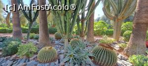 [P67] Hotel La Mamounia,cactuși » foto by irinad
 - 
<span class="allrVoted glyphicon glyphicon-heart hidden" id="av1509092"></span>
<a class="m-l-10 hidden" id="sv1509092" onclick="voting_Foto_DelVot(,1509092,4416)" role="button">șterge vot <span class="glyphicon glyphicon-remove"></span></a>
<a id="v91509092" class=" c-red"  onclick="voting_Foto_SetVot(1509092)" role="button"><span class="glyphicon glyphicon-heart-empty"></span> <b>LIKE</b> = Votează poza</a> <img class="hidden"  id="f1509092W9" src="/imagini/loader.gif" border="0" /><span class="AjErrMes hidden" id="e1509092ErM"></span>