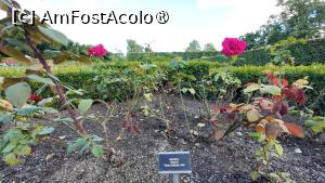 [P45] Copenhaga - grădina de trandafiri Rosenborg » foto by Dragoș_MD
 - 
<span class="allrVoted glyphicon glyphicon-heart hidden" id="av1512563"></span>
<a class="m-l-10 hidden" id="sv1512563" onclick="voting_Foto_DelVot(,1512563,4424)" role="button">șterge vot <span class="glyphicon glyphicon-remove"></span></a>
<a id="v91512563" class=" c-red"  onclick="voting_Foto_SetVot(1512563)" role="button"><span class="glyphicon glyphicon-heart-empty"></span> <b>LIKE</b> = Votează poza</a> <img class="hidden"  id="f1512563W9" src="/imagini/loader.gif" border="0" /><span class="AjErrMes hidden" id="e1512563ErM"></span>