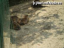 [P01] Nutriile stăteau la soare sau se răcoreau în bazinul cu apă !!! » foto by RobertCodescu
 - 
<span class="allrVoted glyphicon glyphicon-heart hidden" id="av245251"></span>
<a class="m-l-10 hidden" id="sv245251" onclick="voting_Foto_DelVot(,245251,4463)" role="button">șterge vot <span class="glyphicon glyphicon-remove"></span></a>
<a id="v9245251" class=" c-red"  onclick="voting_Foto_SetVot(245251)" role="button"><span class="glyphicon glyphicon-heart-empty"></span> <b>LIKE</b> = Votează poza</a> <img class="hidden"  id="f245251W9" src="/imagini/loader.gif" border="0" /><span class="AjErrMes hidden" id="e245251ErM"></span>