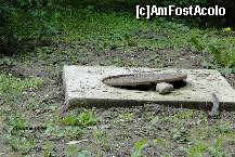 [P05] Nu vezi asa ceva in gradina Zoo din Budapesta, Franta sau Londra!! » foto by spezam
 - 
<span class="allrVoted glyphicon glyphicon-heart hidden" id="av186273"></span>
<a class="m-l-10 hidden" id="sv186273" onclick="voting_Foto_DelVot(,186273,4463)" role="button">șterge vot <span class="glyphicon glyphicon-remove"></span></a>
<a id="v9186273" class=" c-red"  onclick="voting_Foto_SetVot(186273)" role="button"><span class="glyphicon glyphicon-heart-empty"></span> <b>LIKE</b> = Votează poza</a> <img class="hidden"  id="f186273W9" src="/imagini/loader.gif" border="0" /><span class="AjErrMes hidden" id="e186273ErM"></span>