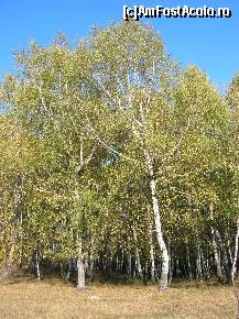 [P09] Betula pendula (sau altfel spus - Măria Sa Mesteacănul...)  » foto by Qvadratvus
 - 
<span class="allrVoted glyphicon glyphicon-heart hidden" id="av390084"></span>
<a class="m-l-10 hidden" id="sv390084" onclick="voting_Foto_DelVot(,390084,4549)" role="button">șterge vot <span class="glyphicon glyphicon-remove"></span></a>
<a id="v9390084" class=" c-red"  onclick="voting_Foto_SetVot(390084)" role="button"><span class="glyphicon glyphicon-heart-empty"></span> <b>LIKE</b> = Votează poza</a> <img class="hidden"  id="f390084W9" src="/imagini/loader.gif" border="0" /><span class="AjErrMes hidden" id="e390084ErM"></span>