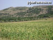 [P05] Chervantul (204 m), unde se remarcă plantaţiile de pin...  » foto by Neptunus
 - 
<span class="allrVoted glyphicon glyphicon-heart hidden" id="av472942"></span>
<a class="m-l-10 hidden" id="sv472942" onclick="voting_Foto_DelVot(,472942,4623)" role="button">șterge vot <span class="glyphicon glyphicon-remove"></span></a>
<a id="v9472942" class=" c-red"  onclick="voting_Foto_SetVot(472942)" role="button"><span class="glyphicon glyphicon-heart-empty"></span> <b>LIKE</b> = Votează poza</a> <img class="hidden"  id="f472942W9" src="/imagini/loader.gif" border="0" /><span class="AjErrMes hidden" id="e472942ErM"></span>