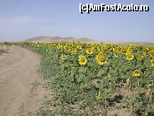 [P09] Drumul spre Piatra Roşie... Pe lângă floarea-soarelui, poţi merge chiar în picioarele goale, că e foarte cald, numai să fii atent la ţepuşele care pot apărea pe parcurs... Iar când ajungi la dealul de destinaţie, pune-ţi încălţăminte solidă!...  » foto by Neptunus
 - 
<span class="allrVoted glyphicon glyphicon-heart hidden" id="av472953"></span>
<a class="m-l-10 hidden" id="sv472953" onclick="voting_Foto_DelVot(,472953,4623)" role="button">șterge vot <span class="glyphicon glyphicon-remove"></span></a>
<a id="v9472953" class=" c-red"  onclick="voting_Foto_SetVot(472953)" role="button"><span class="glyphicon glyphicon-heart-empty"></span> <b>LIKE</b> = Votează poza</a> <img class="hidden"  id="f472953W9" src="/imagini/loader.gif" border="0" /><span class="AjErrMes hidden" id="e472953ErM"></span>