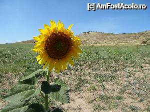 [P29] Helianthus annuus, râzând, în sfârşit, la Soare, că doar de-asta e floarea-soarelui!...  » foto by Neptunus
 - 
<span class="allrVoted glyphicon glyphicon-heart hidden" id="av473518"></span>
<a class="m-l-10 hidden" id="sv473518" onclick="voting_Foto_DelVot(,473518,4623)" role="button">șterge vot <span class="glyphicon glyphicon-remove"></span></a>
<a id="v9473518" class=" c-red"  onclick="voting_Foto_SetVot(473518)" role="button"><span class="glyphicon glyphicon-heart-empty"></span> <b>LIKE</b> = Votează poza</a> <img class="hidden"  id="f473518W9" src="/imagini/loader.gif" border="0" /><span class="AjErrMes hidden" id="e473518ErM"></span>