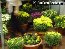 [P12] Targ  - Produs in Mures, expozitie de bunuri si servicii produse in judetul Mures - frumoase flori perene, de gradina, sau in ghiveci, pentru apartament » foto by biancuta
 - 
<span class="allrVoted glyphicon glyphicon-heart hidden" id="av143945"></span>
<a class="m-l-10 hidden" id="sv143945" onclick="voting_Foto_DelVot(,143945,4629)" role="button">șterge vot <span class="glyphicon glyphicon-remove"></span></a>
<a id="v9143945" class=" c-red"  onclick="voting_Foto_SetVot(143945)" role="button"><span class="glyphicon glyphicon-heart-empty"></span> <b>LIKE</b> = Votează poza</a> <img class="hidden"  id="f143945W9" src="/imagini/loader.gif" border="0" /><span class="AjErrMes hidden" id="e143945ErM"></span>