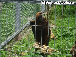 [P01] Captivitate reînnoită » foto by leviescsilla
 - 
<span class="allrVoted glyphicon glyphicon-heart hidden" id="av501061"></span>
<a class="m-l-10 hidden" id="sv501061" onclick="voting_Foto_DelVot(,501061,4629)" role="button">șterge vot <span class="glyphicon glyphicon-remove"></span></a>
<a id="v9501061" class=" c-red"  onclick="voting_Foto_SetVot(501061)" role="button"><span class="glyphicon glyphicon-heart-empty"></span> <b>LIKE</b> = Votează poza</a> <img class="hidden"  id="f501061W9" src="/imagini/loader.gif" border="0" /><span class="AjErrMes hidden" id="e501061ErM"></span>