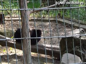 [P10] Zoo Tg Mures » foto by AleDia
 - 
<span class="allrVoted glyphicon glyphicon-heart hidden" id="av562978"></span>
<a class="m-l-10 hidden" id="sv562978" onclick="voting_Foto_DelVot(,562978,4629)" role="button">șterge vot <span class="glyphicon glyphicon-remove"></span></a>
<a id="v9562978" class=" c-red"  onclick="voting_Foto_SetVot(562978)" role="button"><span class="glyphicon glyphicon-heart-empty"></span> <b>LIKE</b> = Votează poza</a> <img class="hidden"  id="f562978W9" src="/imagini/loader.gif" border="0" /><span class="AjErrMes hidden" id="e562978ErM"></span>