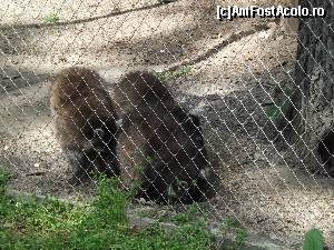 [P11] Animalute Zoo Tg Mures » foto by AleDia
 - 
<span class="allrVoted glyphicon glyphicon-heart hidden" id="av562979"></span>
<a class="m-l-10 hidden" id="sv562979" onclick="voting_Foto_DelVot(,562979,4629)" role="button">șterge vot <span class="glyphicon glyphicon-remove"></span></a>
<a id="v9562979" class=" c-red"  onclick="voting_Foto_SetVot(562979)" role="button"><span class="glyphicon glyphicon-heart-empty"></span> <b>LIKE</b> = Votează poza</a> <img class="hidden"  id="f562979W9" src="/imagini/loader.gif" border="0" /><span class="AjErrMes hidden" id="e562979ErM"></span>