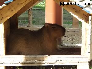 [P13] Tot la Zoo Tg Mures » foto by AleDia
 - 
<span class="allrVoted glyphicon glyphicon-heart hidden" id="av562981"></span>
<a class="m-l-10 hidden" id="sv562981" onclick="voting_Foto_DelVot(,562981,4629)" role="button">șterge vot <span class="glyphicon glyphicon-remove"></span></a>
<a id="v9562981" class=" c-red"  onclick="voting_Foto_SetVot(562981)" role="button"><span class="glyphicon glyphicon-heart-empty"></span> <b>LIKE</b> = Votează poza</a> <img class="hidden"  id="f562981W9" src="/imagini/loader.gif" border="0" /><span class="AjErrMes hidden" id="e562981ErM"></span>