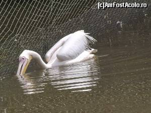 [P14] Zoo Tg Mures » foto by AleDia
 - 
<span class="allrVoted glyphicon glyphicon-heart hidden" id="av562982"></span>
<a class="m-l-10 hidden" id="sv562982" onclick="voting_Foto_DelVot(,562982,4629)" role="button">șterge vot <span class="glyphicon glyphicon-remove"></span></a>
<a id="v9562982" class=" c-red"  onclick="voting_Foto_SetVot(562982)" role="button"><span class="glyphicon glyphicon-heart-empty"></span> <b>LIKE</b> = Votează poza</a> <img class="hidden"  id="f562982W9" src="/imagini/loader.gif" border="0" /><span class="AjErrMes hidden" id="e562982ErM"></span>