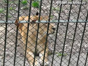 [P18] Doamna Leoaica » foto by AleDia
 - 
<span class="allrVoted glyphicon glyphicon-heart hidden" id="av562986"></span>
<a class="m-l-10 hidden" id="sv562986" onclick="voting_Foto_DelVot(,562986,4629)" role="button">șterge vot <span class="glyphicon glyphicon-remove"></span></a>
<a id="v9562986" class=" c-red"  onclick="voting_Foto_SetVot(562986)" role="button"><span class="glyphicon glyphicon-heart-empty"></span> <b>LIKE</b> = Votează poza</a> <img class="hidden"  id="f562986W9" src="/imagini/loader.gif" border="0" /><span class="AjErrMes hidden" id="e562986ErM"></span>