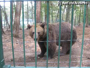 [P21] Ursul Baloo e tot la locul lui, dar acum are spatiu mai mult » foto by dorgo
 - 
<span class="allrVoted glyphicon glyphicon-heart hidden" id="av371251"></span>
<a class="m-l-10 hidden" id="sv371251" onclick="voting_Foto_DelVot(,371251,4629)" role="button">șterge vot <span class="glyphicon glyphicon-remove"></span></a>
<a id="v9371251" class=" c-red"  onclick="voting_Foto_SetVot(371251)" role="button"><span class="glyphicon glyphicon-heart-empty"></span> <b>LIKE</b> = Votează poza</a> <img class="hidden"  id="f371251W9" src="/imagini/loader.gif" border="0" /><span class="AjErrMes hidden" id="e371251ErM"></span>