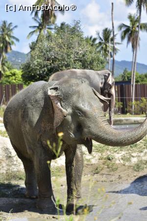 [P05] prietenii mei, elefanții » foto by elenaadina
 - 
<span class="allrVoted glyphicon glyphicon-heart hidden" id="av1527467"></span>
<a class="m-l-10 hidden" id="sv1527467" onclick="voting_Foto_DelVot(,1527467,4636)" role="button">șterge vot <span class="glyphicon glyphicon-remove"></span></a>
<a id="v91527467" class=" c-red"  onclick="voting_Foto_SetVot(1527467)" role="button"><span class="glyphicon glyphicon-heart-empty"></span> <b>LIKE</b> = Votează poza</a> <img class="hidden"  id="f1527467W9" src="/imagini/loader.gif" border="0" /><span class="AjErrMes hidden" id="e1527467ErM"></span>