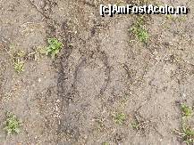 [P40] Urma lui Sobi Cseh la Buftea? Probabil Old Shatterhand sau Winnetou ar fi descifrat mai multe în urma cu pricina.  » foto by abancor
 - 
<span class="allrVoted glyphicon glyphicon-heart hidden" id="av423603"></span>
<a class="m-l-10 hidden" id="sv423603" onclick="voting_Foto_DelVot(,423603,4638)" role="button">șterge vot <span class="glyphicon glyphicon-remove"></span></a>
<a id="v9423603" class=" c-red"  onclick="voting_Foto_SetVot(423603)" role="button"><span class="glyphicon glyphicon-heart-empty"></span> <b>LIKE</b> = Votează poza</a> <img class="hidden"  id="f423603W9" src="/imagini/loader.gif" border="0" /><span class="AjErrMes hidden" id="e423603ErM"></span>