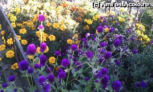 [P09] Mănăstirea Pasărea. Prin cimitir, culori neașteptate, de toamnă » foto by FlorinAndrei
 - 
<span class="allrVoted glyphicon glyphicon-heart hidden" id="av615163"></span>
<a class="m-l-10 hidden" id="sv615163" onclick="voting_Foto_DelVot(,615163,4638)" role="button">șterge vot <span class="glyphicon glyphicon-remove"></span></a>
<a id="v9615163" class=" c-red"  onclick="voting_Foto_SetVot(615163)" role="button"><span class="glyphicon glyphicon-heart-empty"></span> <b>LIKE</b> = Votează poza</a> <img class="hidden"  id="f615163W9" src="/imagini/loader.gif" border="0" /><span class="AjErrMes hidden" id="e615163ErM"></span>