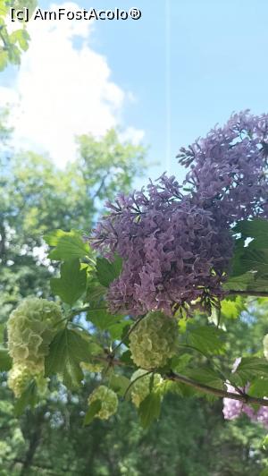 [P19] de primăvară » foto by Daniela H
 - 
<span class="allrVoted glyphicon glyphicon-heart hidden" id="av1356410"></span>
<a class="m-l-10 hidden" id="sv1356410" onclick="voting_Foto_DelVot(,1356410,4656)" role="button">șterge vot <span class="glyphicon glyphicon-remove"></span></a>
<a id="v91356410" class=" c-red"  onclick="voting_Foto_SetVot(1356410)" role="button"><span class="glyphicon glyphicon-heart-empty"></span> <b>LIKE</b> = Votează poza</a> <img class="hidden"  id="f1356410W9" src="/imagini/loader.gif" border="0" /><span class="AjErrMes hidden" id="e1356410ErM"></span>