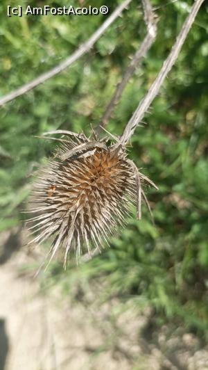 [P22] ciuline - mărturii de toamnă » foto by Daniela H
 - 
<span class="allrVoted glyphicon glyphicon-heart hidden" id="av1356413"></span>
<a class="m-l-10 hidden" id="sv1356413" onclick="voting_Foto_DelVot(,1356413,4656)" role="button">șterge vot <span class="glyphicon glyphicon-remove"></span></a>
<a id="v91356413" class=" c-red"  onclick="voting_Foto_SetVot(1356413)" role="button"><span class="glyphicon glyphicon-heart-empty"></span> <b>LIKE</b> = Votează poza</a> <img class="hidden"  id="f1356413W9" src="/imagini/loader.gif" border="0" /><span class="AjErrMes hidden" id="e1356413ErM"></span>