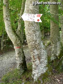 [P36] Săgeata indicatoare de la intersecţia drumurilor forestiere » foto by Claudiu U.
 - 
<span class="allrVoted glyphicon glyphicon-heart hidden" id="av489206"></span>
<a class="m-l-10 hidden" id="sv489206" onclick="voting_Foto_DelVot(,489206,4696)" role="button">șterge vot <span class="glyphicon glyphicon-remove"></span></a>
<a id="v9489206" class=" c-red"  onclick="voting_Foto_SetVot(489206)" role="button"><span class="glyphicon glyphicon-heart-empty"></span> <b>LIKE</b> = Votează poza</a> <img class="hidden"  id="f489206W9" src="/imagini/loader.gif" border="0" /><span class="AjErrMes hidden" id="e489206ErM"></span>