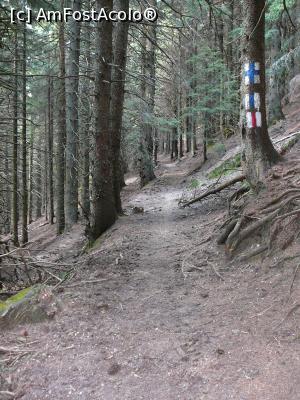 [P12] Prin pădure, înainte de a ajunge în Şaua Chiruşca » foto by Claudiu U.
 - 
<span class="allrVoted glyphicon glyphicon-heart hidden" id="av932785"></span>
<a class="m-l-10 hidden" id="sv932785" onclick="voting_Foto_DelVot(,932785,4696)" role="button">șterge vot <span class="glyphicon glyphicon-remove"></span></a>
<a id="v9932785" class=" c-red"  onclick="voting_Foto_SetVot(932785)" role="button"><span class="glyphicon glyphicon-heart-empty"></span> <b>LIKE</b> = Votează poza</a> <img class="hidden"  id="f932785W9" src="/imagini/loader.gif" border="0" /><span class="AjErrMes hidden" id="e932785ErM"></span>