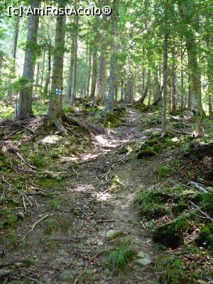 [P08] Urcuşul prin pădure, după plecarea de la cabană » foto by Claudiu U.
 - 
<span class="allrVoted glyphicon glyphicon-heart hidden" id="av932781"></span>
<a class="m-l-10 hidden" id="sv932781" onclick="voting_Foto_DelVot(,932781,4696)" role="button">șterge vot <span class="glyphicon glyphicon-remove"></span></a>
<a id="v9932781" class=" c-red"  onclick="voting_Foto_SetVot(932781)" role="button"><span class="glyphicon glyphicon-heart-empty"></span> <b>LIKE</b> = Votează poza</a> <img class="hidden"  id="f932781W9" src="/imagini/loader.gif" border="0" /><span class="AjErrMes hidden" id="e932781ErM"></span>