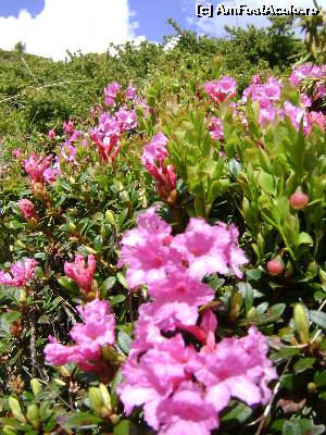 [P09]  :)  » foto by Testosu'
 - 
<span class="allrVoted glyphicon glyphicon-heart hidden" id="av633910"></span>
<a class="m-l-10 hidden" id="sv633910" onclick="voting_Foto_DelVot(,633910,4696)" role="button">șterge vot <span class="glyphicon glyphicon-remove"></span></a>
<a id="v9633910" class=" c-red"  onclick="voting_Foto_SetVot(633910)" role="button"><span class="glyphicon glyphicon-heart-empty"></span> <b>LIKE</b> = Votează poza</a> <img class="hidden"  id="f633910W9" src="/imagini/loader.gif" border="0" /><span class="AjErrMes hidden" id="e633910ErM"></span>